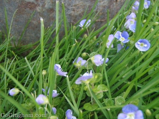Go Gingham: Spring flowers in our grass