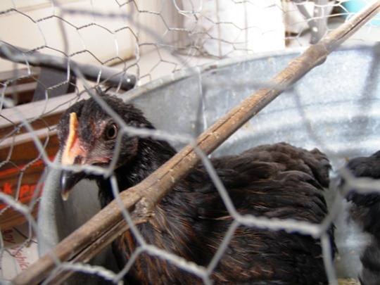 Moving Pullets to the Hen House Moving Pullets to the Hen House