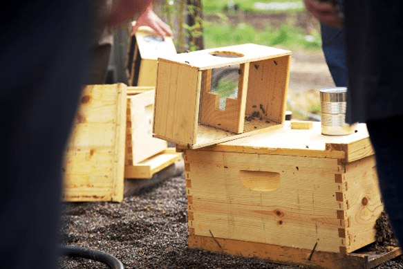 Invite Bees to Your Garden Invite Bees to Your Garden