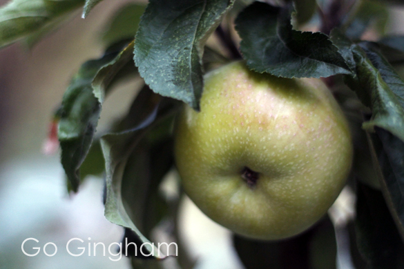 Columnar apple tree Go Gingham