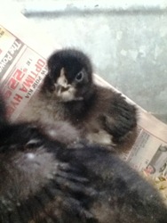 Baby Chicks