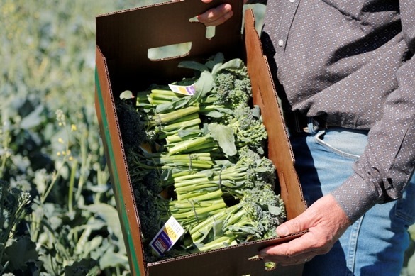 Experience Earthbound Farm ready for delivery