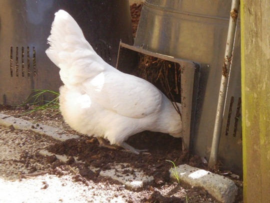 Composting Chickens and Rats