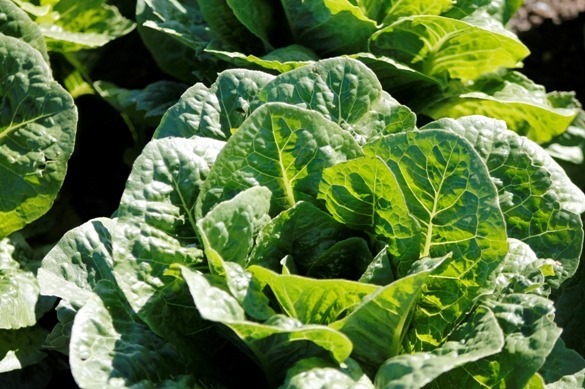 Experience Earthbound Farm with Go Gingham