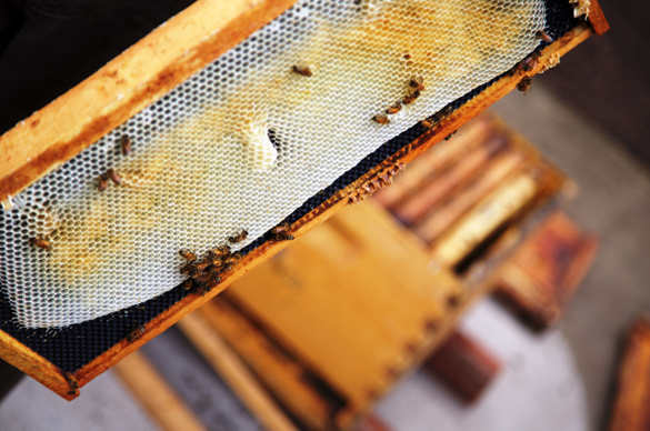 Invite Bees to Your Garden Invite Bees to Your Garden