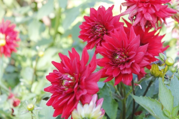 Making Time for What Matters Go Gingham