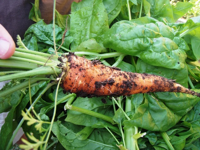 Go Gingham: Bounty of the garden