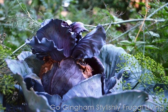 Growing cabbage in garden Cabbage.jpg