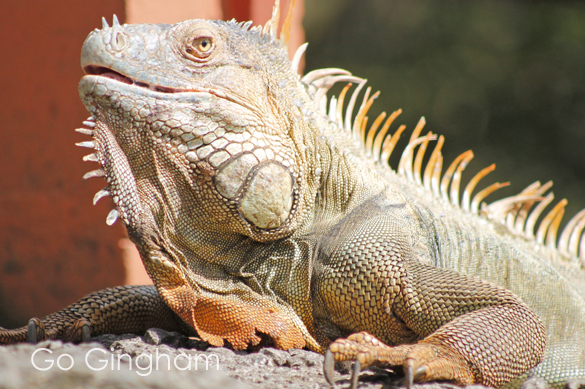 Costa Rica Travel with Go Gingham