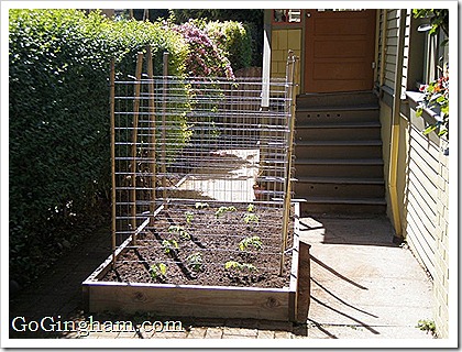 How to stake tomatoes