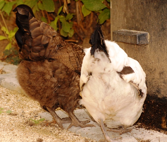 Once a month garbage collection