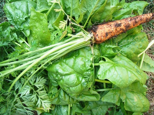 Spinach and carrots