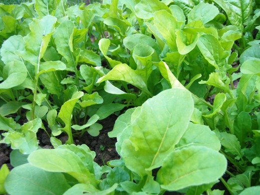 Go green and grow lettuces