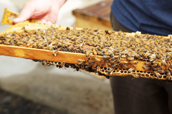 Invite Bees to Your Garden Invite Bees to Your Garden