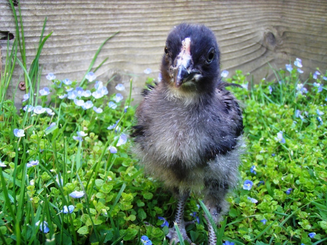 How to hold baby chicks