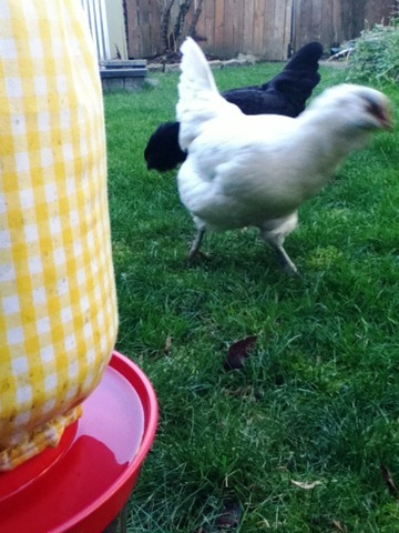 Slip-cover for chickens