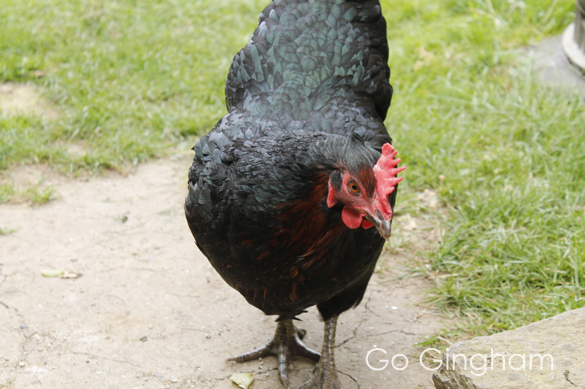 How to plant tomatoes from Go Gingham