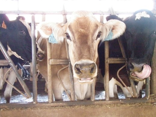 California Dairy Tour