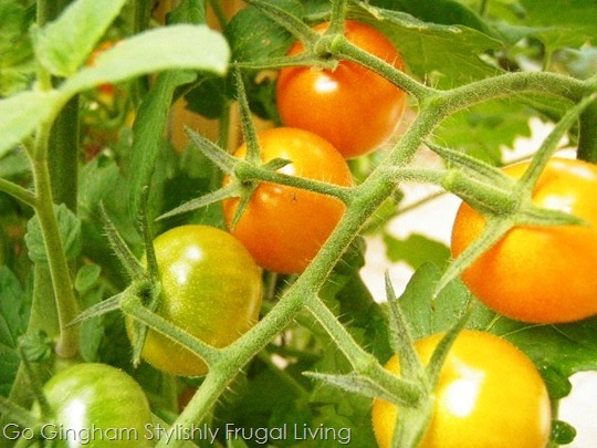 Go Gingham: Sungold tomatoes