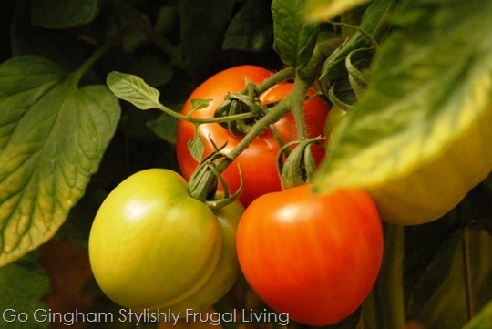 Go Gingham: Tomatoes in the garden