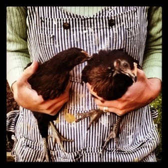 Chickens and overalls - Go Gingham style! Chickens and overalls - Go Gingham style!