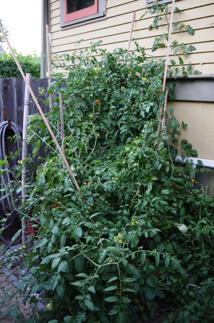 How to plant tomatoes from Go Gingham