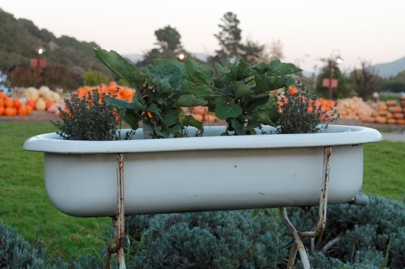 Earth Month with Go Gingham