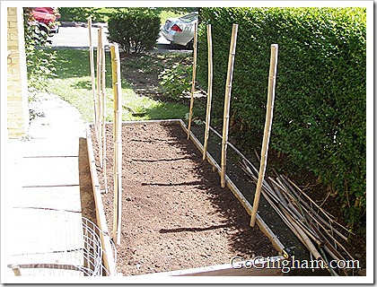 How to stake tomatoes