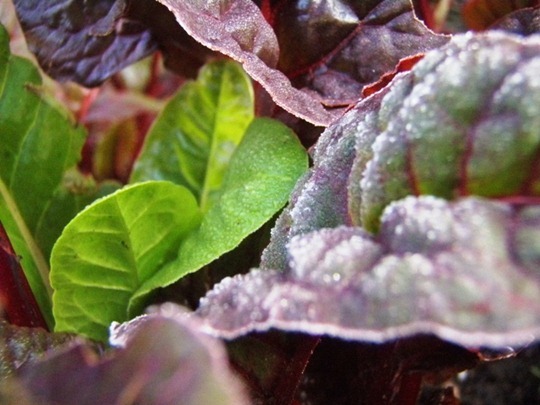 Frugal living with style