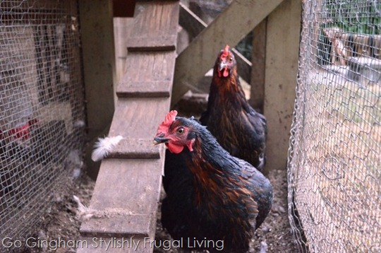 Go Gingham: Laying Hens