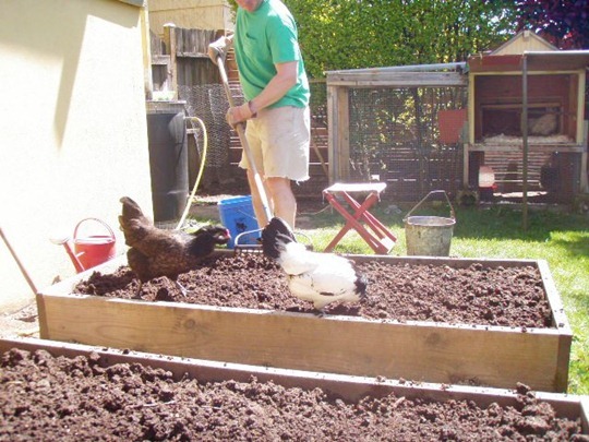 Vegetable garden with compost