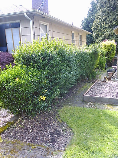 before hedge removal Go Gingham