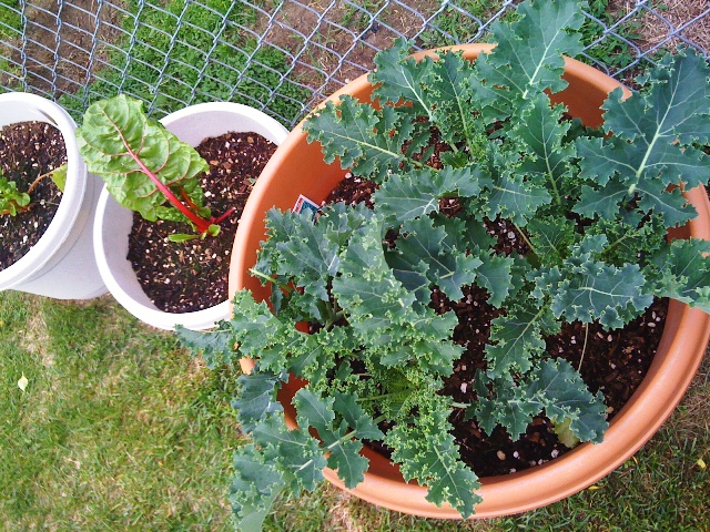 Growing Vegetables in Alaska Growing Vegetables in Alaska