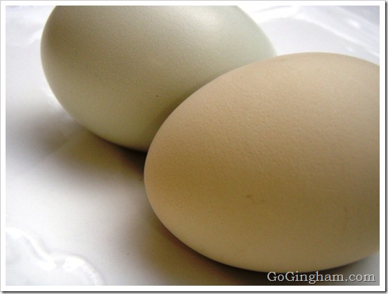 Backyard chickens - fresh eggs