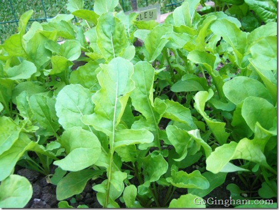 Grow vegetables from saved seeds