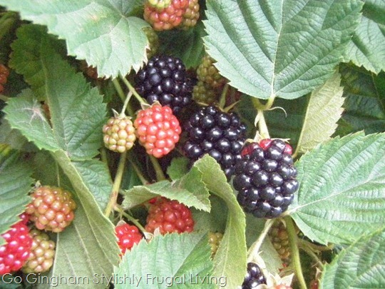 Go Gingham: Weekly Meal Plan