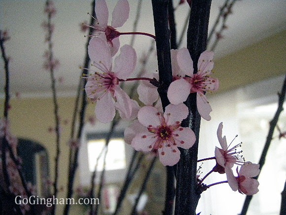 Go Gingham: Frugal Decorating with Cherry Blossoms