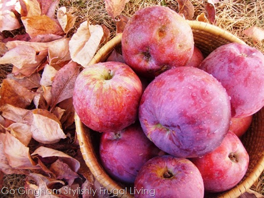 Go Gingham: apples for Charoset