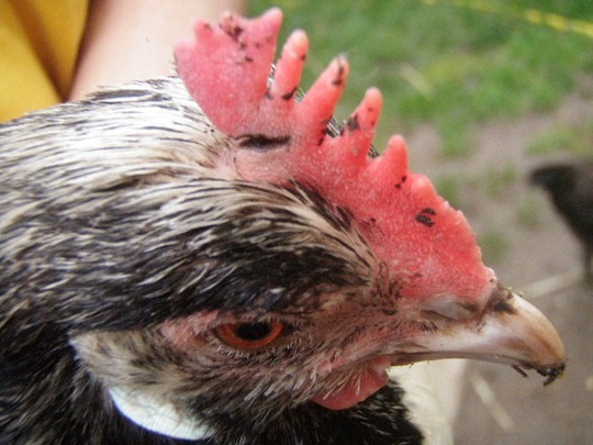 Backyard Chickens Good and Bad