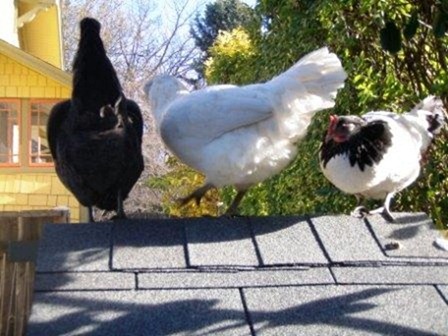 Backyard Chickens Chicks Gone Wild