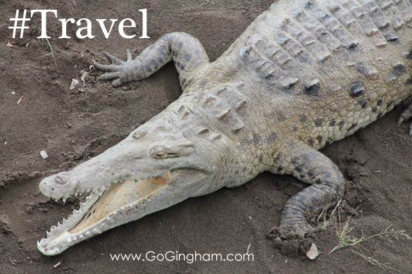 Do you know your blood type? Travel with Go Gingham