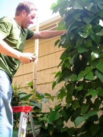 Plant a vegetable garden from Go Gingham Plant a vegetable garden from Go Gingham