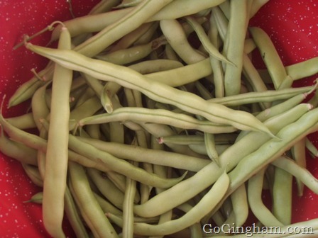 Go Gingham: Growing green beans