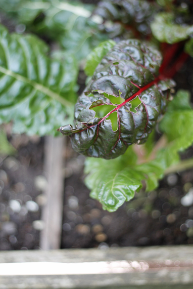 Swiss Chard Vegetable Bed Go Gingham Swiss Chard Vegetable Bed Go Gingham