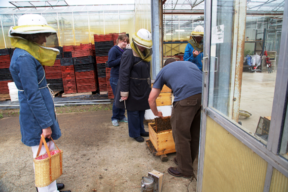 Invite Bees to Your Garden Invite Bees to Your Garden