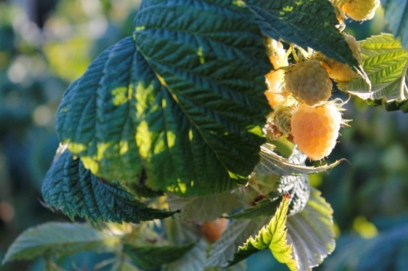 Earth Day Go Gingham