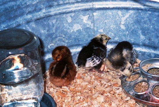 Brooder for chicks