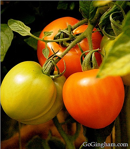 Go Gingham: Tomatoes from garden