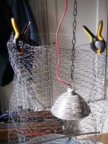 Setting up a brooder