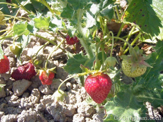 Go Gingham: Strawberry picking adventures